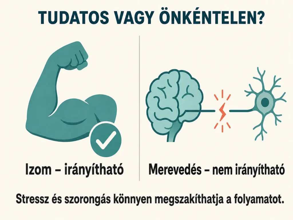 Miért nem irányítható tudatosan a merevedés, mint egy izom?